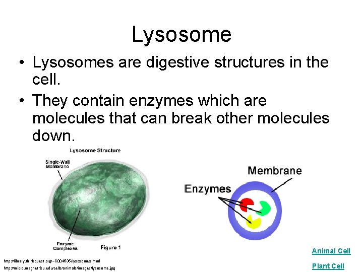 Lysosome • Lysosomes are digestive structures in the cell. • They contain enzymes which