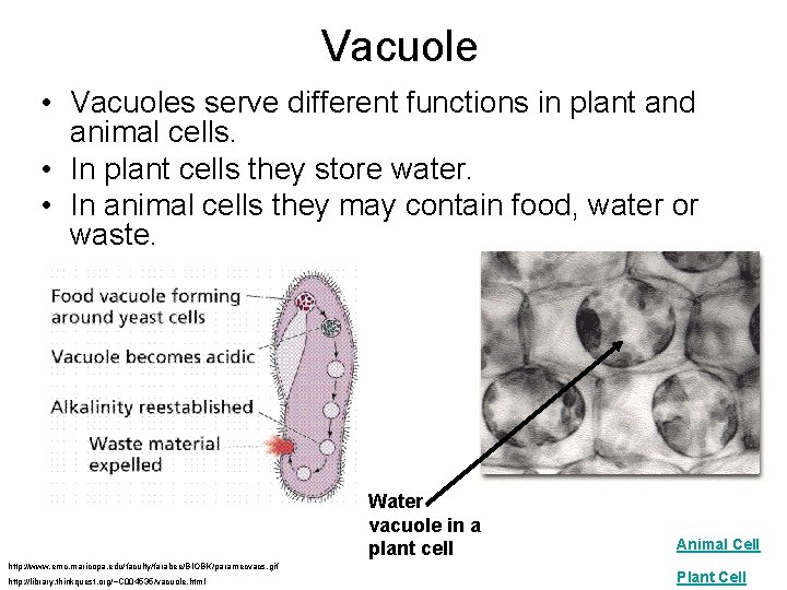 Vacuole • Vacuoles serve different functions in plant and animal cells. • In plant