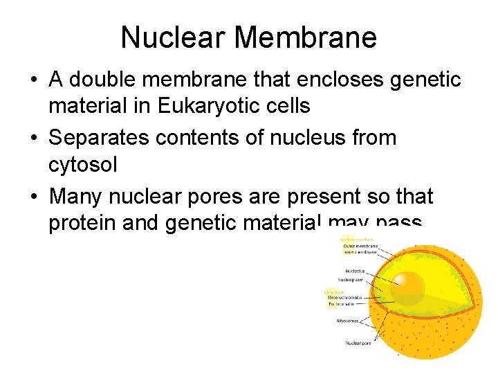 Nuclear Membrane • A double membrane that encloses genetic material in Eukaryotic cells •