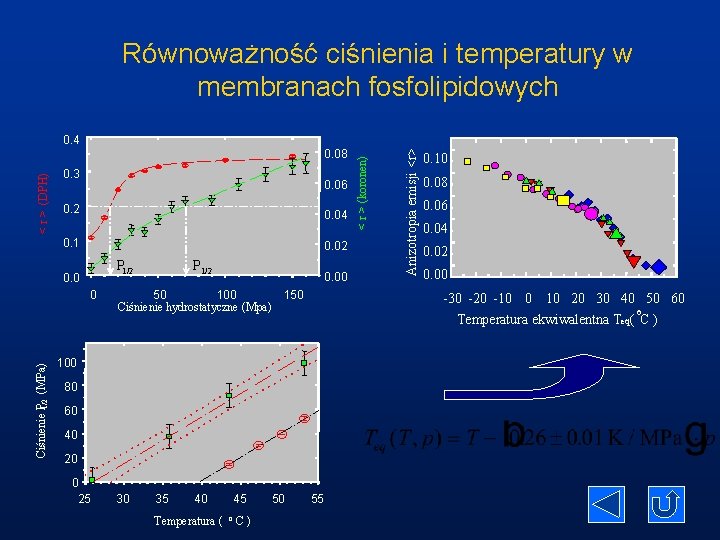 Równoważność ciśnienia i temperatury w membranach fosfolipidowych 0. 3 0. 06 0. 2 0.