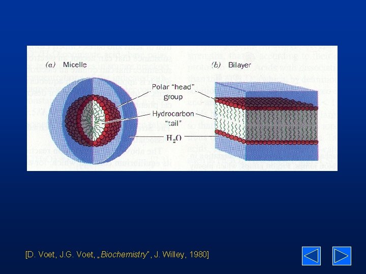 [D. Voet, J. G. Voet, „Biochemistry”, J. Willey, 1980] 