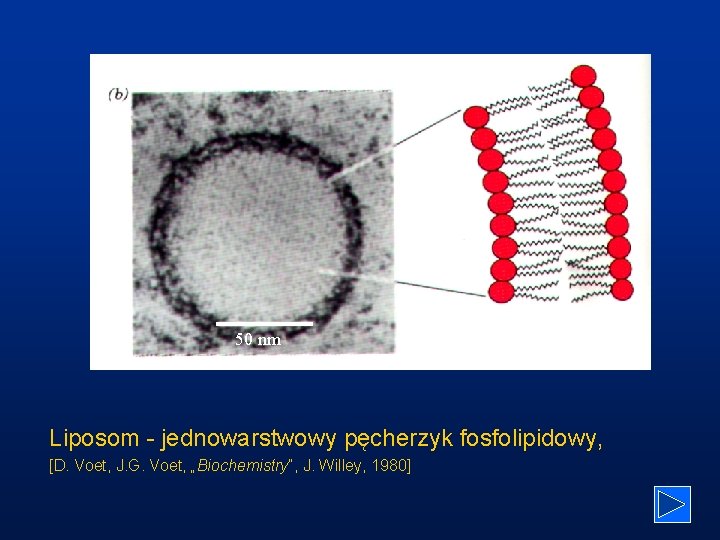 50 nm Liposom - jednowarstwowy pęcherzyk fosfolipidowy, [D. Voet, J. G. Voet, „Biochemistry”, J.