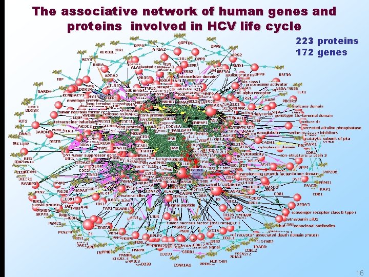 The associative network of human genes and proteins involved in HCV life cycle 223