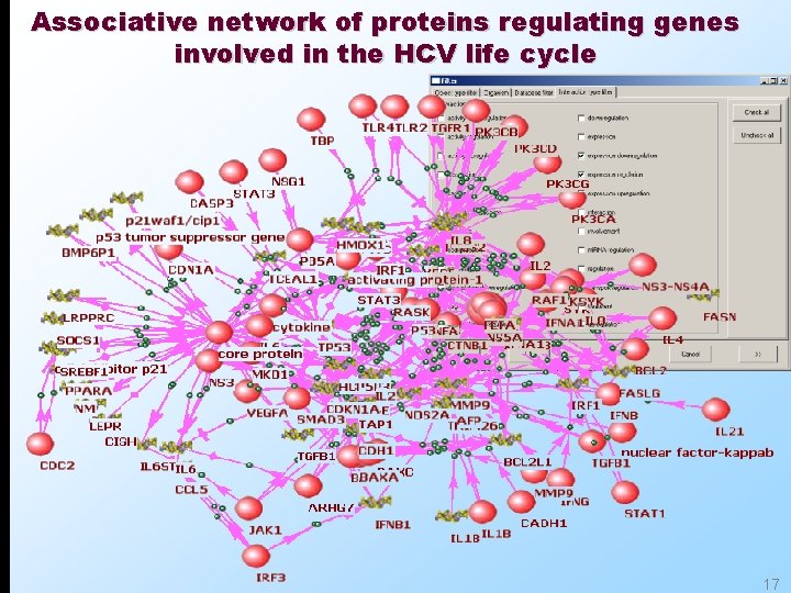 Associative network of proteins regulating genes involved in the HCV life cycle 17 
