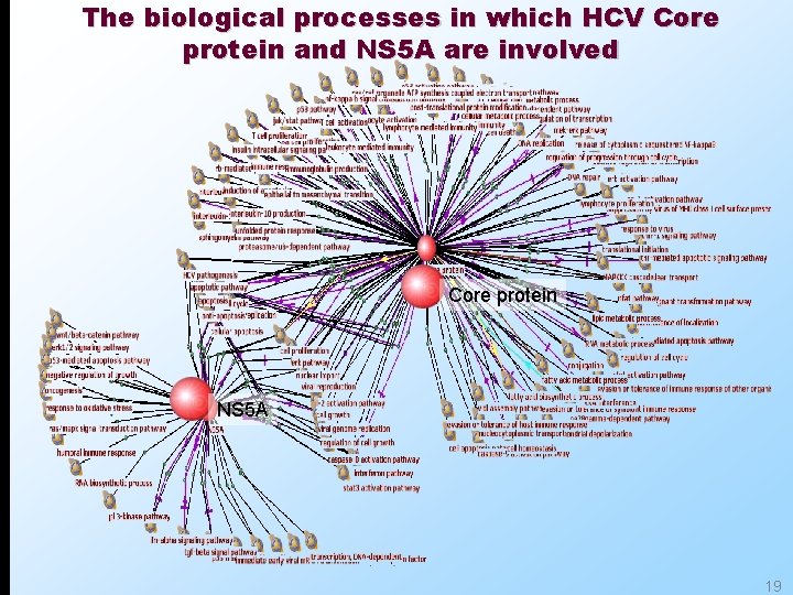 The biological processes in which HCV Core protein and NS 5 A are involved