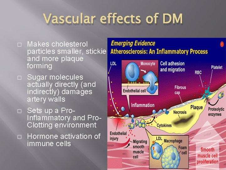 Vascular effects of DM � � Makes cholesterol particles smaller, stickier and more plaque