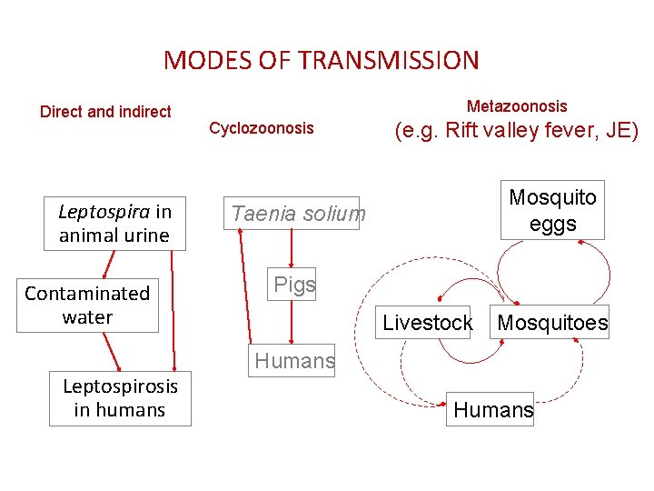 MODES OF TRANSMISSION Direct and indirect Leptospira in animal urine Contaminated water Leptospirosis in