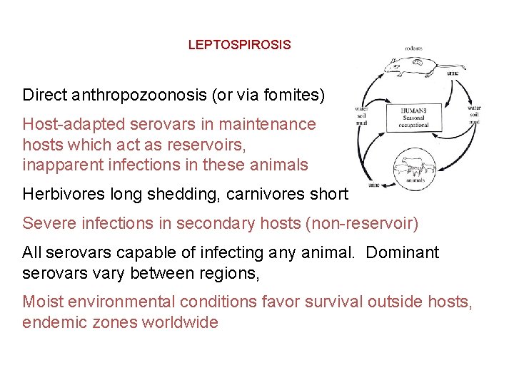 LEPTOSPIROSIS Direct anthropozoonosis (or via fomites) Host-adapted serovars in maintenance hosts which act as