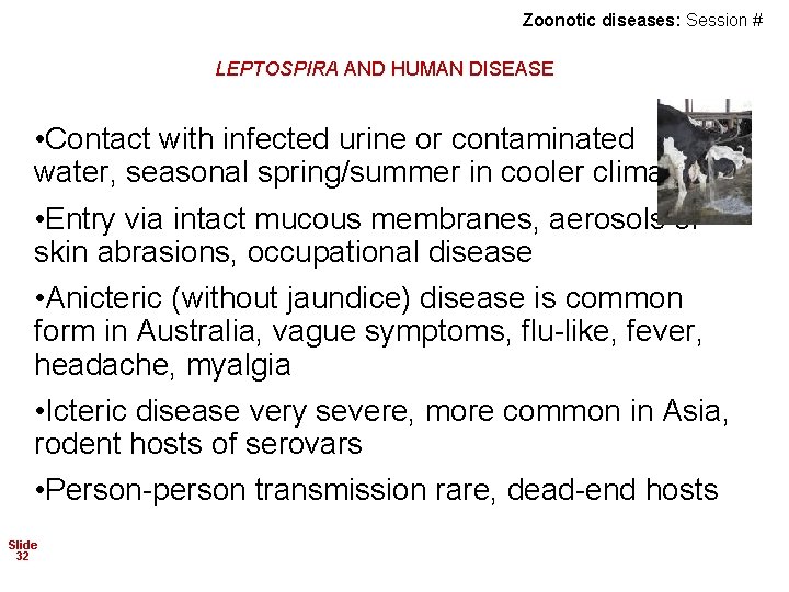 Zoonotic diseases: Session # LEPTOSPIRA AND HUMAN DISEASE • Contact with infected urine or