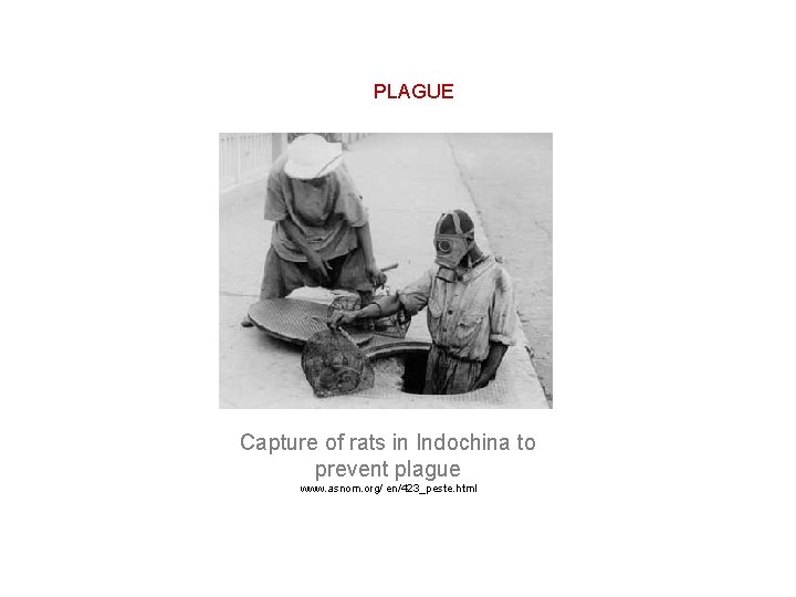 PLAGUE Capture of rats in Indochina to prevent plague www. asnom. org/ en/423_peste. html