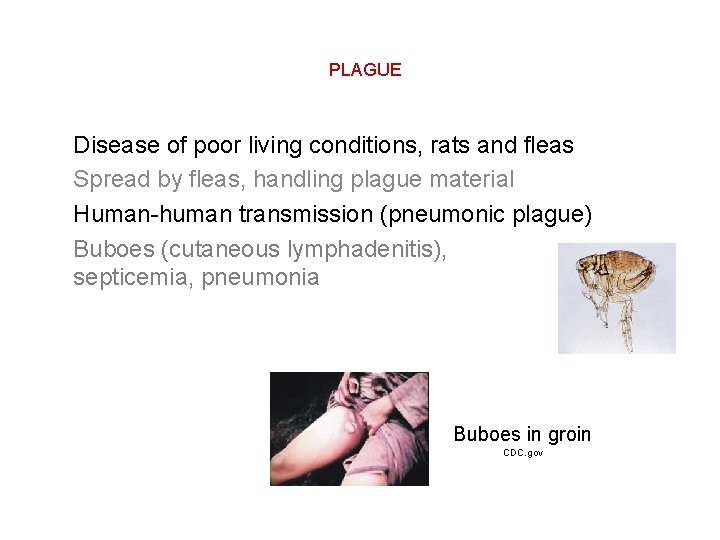PLAGUE Disease of poor living conditions, rats and fleas Spread by fleas, handling plague
