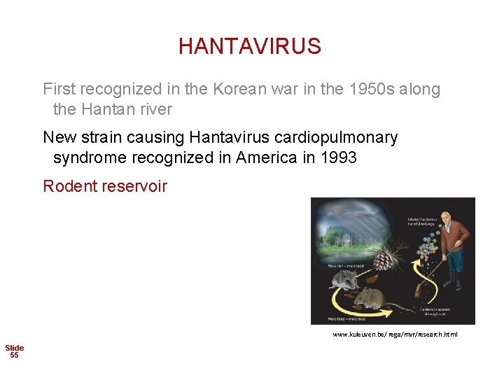 HANTAVIRUS First recognized in the Korean war in the 1950 s along the Hantan