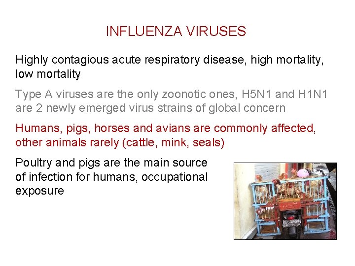 INFLUENZA VIRUSES Highly contagious acute respiratory disease, high mortality, low mortality Type A viruses