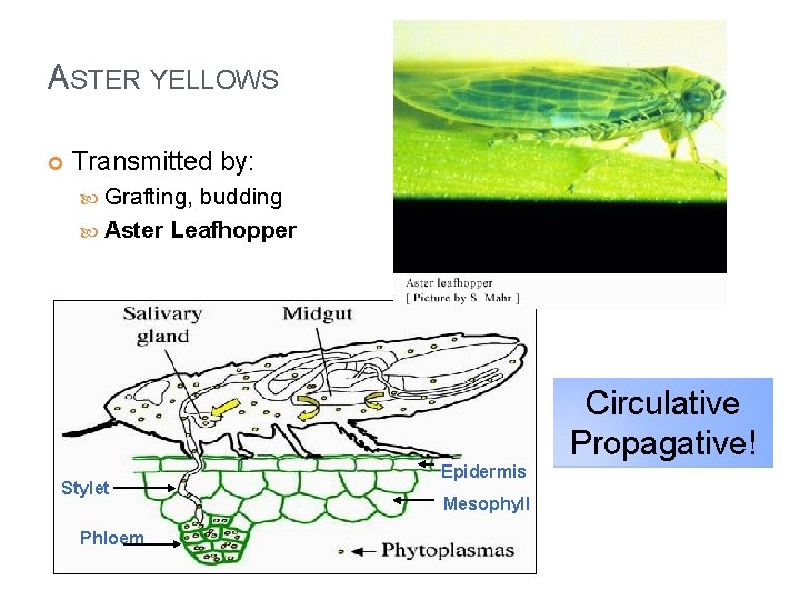 ASTER YELLOWS Transmitted by: Grafting, budding Aster Leafhopper Circulative Propagative! Stylet Phloem Epidermis Mesophyll