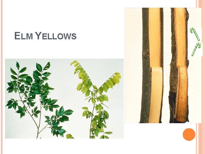 ELM YELLOWS 