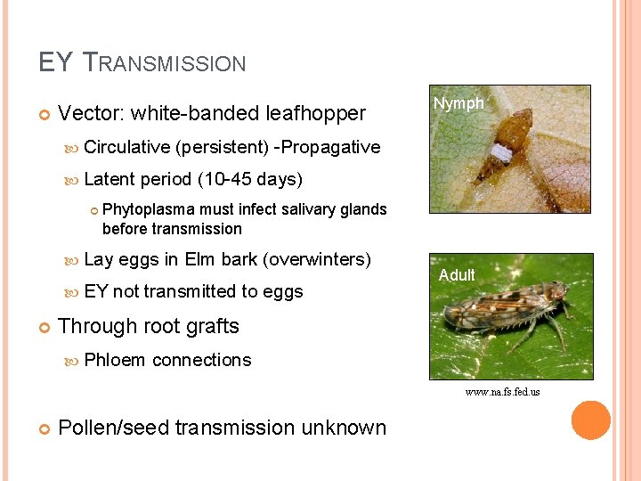 EY TRANSMISSION Vector: white-banded leafhopper Circulative Latent (persistent) -Propagative period (10 -45 days) Phytoplasma
