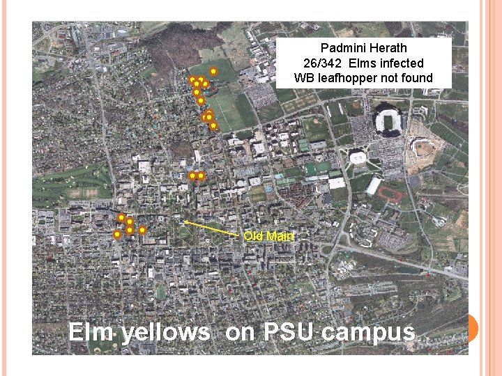 Padmini Herath 26/342 Elms infected WB leafhopper not found Old Main Elm yellows on