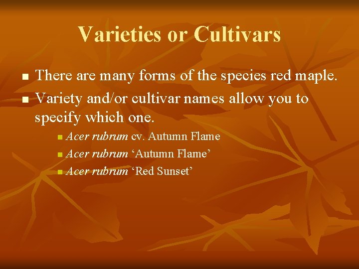 Varieties or Cultivars n n There are many forms of the species red maple.