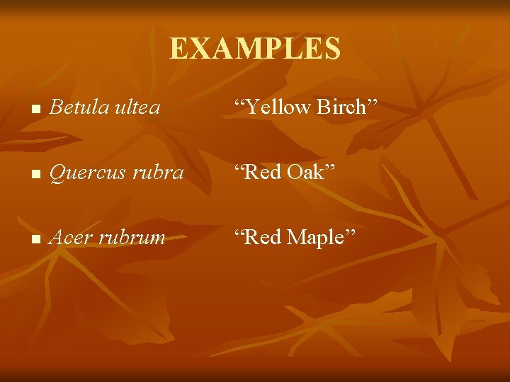 EXAMPLES n Betula ultea “Yellow Birch” n Quercus rubra “Red Oak” n Acer rubrum