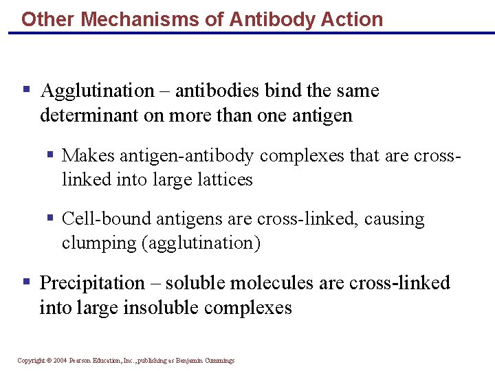 Other Mechanisms of Antibody Action § Agglutination – antibodies bind the same determinant on