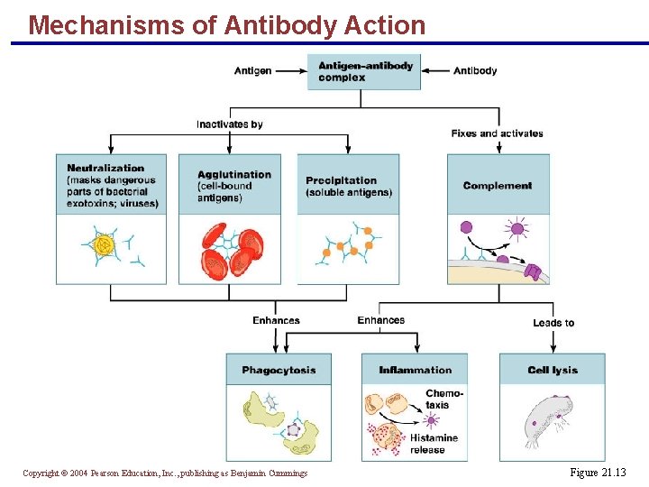 Mechanisms of Antibody Action Copyright © 2004 Pearson Education, Inc. , publishing as Benjamin