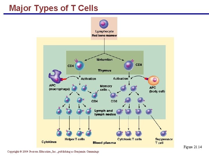 Major Types of T Cells Figure 21. 14 Copyright © 2004 Pearson Education, Inc.