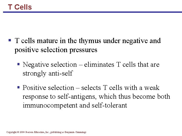 T Cells § T cells mature in the thymus under negative and positive selection