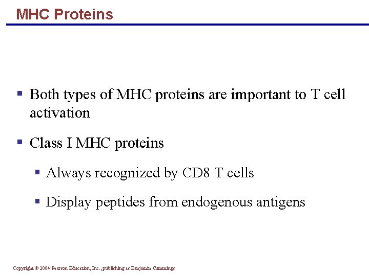 MHC Proteins § Both types of MHC proteins are important to T cell activation