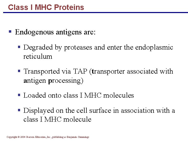 Class I MHC Proteins § Endogenous antigens are: § Degraded by proteases and enter