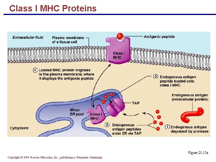 Class I MHC Proteins Figure 21. 15 a Copyright © 2004 Pearson Education, Inc.