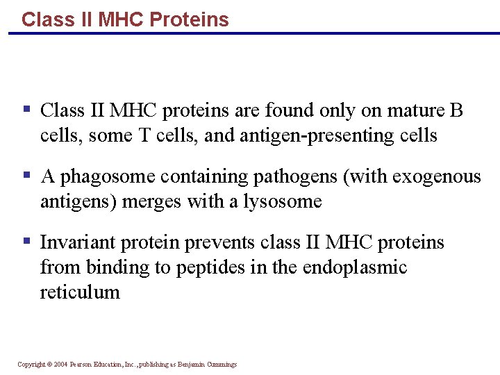 Class II MHC Proteins § Class II MHC proteins are found only on mature