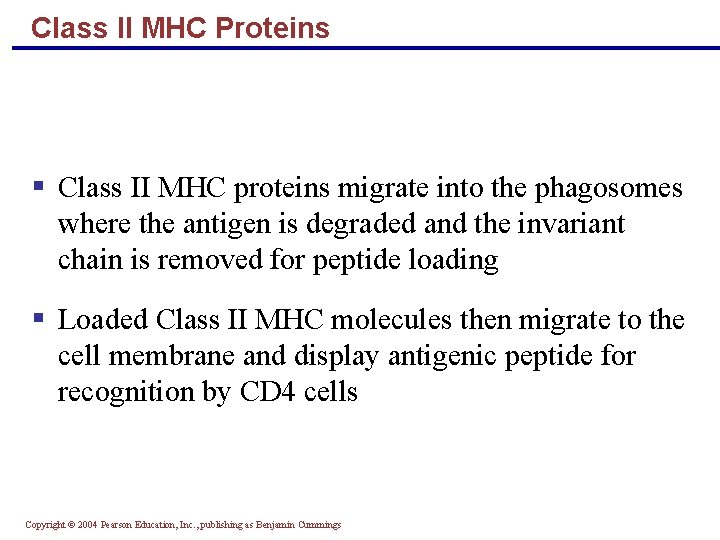 Class II MHC Proteins § Class II MHC proteins migrate into the phagosomes where