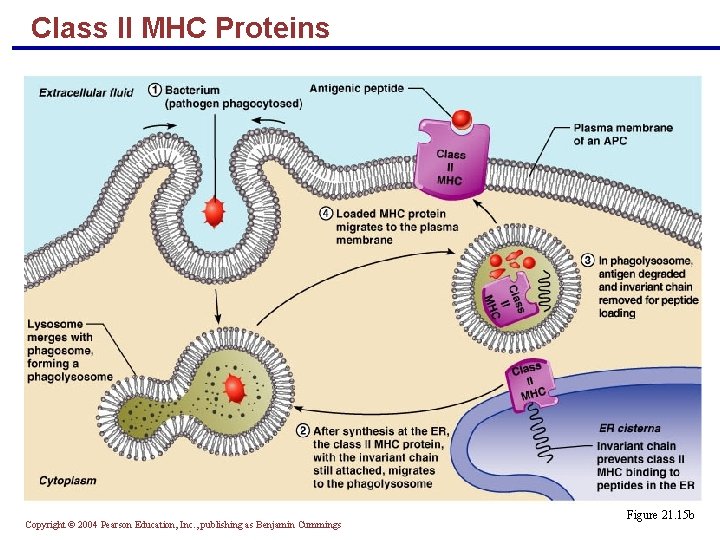 Class II MHC Proteins Copyright © 2004 Pearson Education, Inc. , publishing as Benjamin