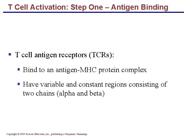 T Cell Activation: Step One – Antigen Binding § T cell antigen receptors (TCRs):