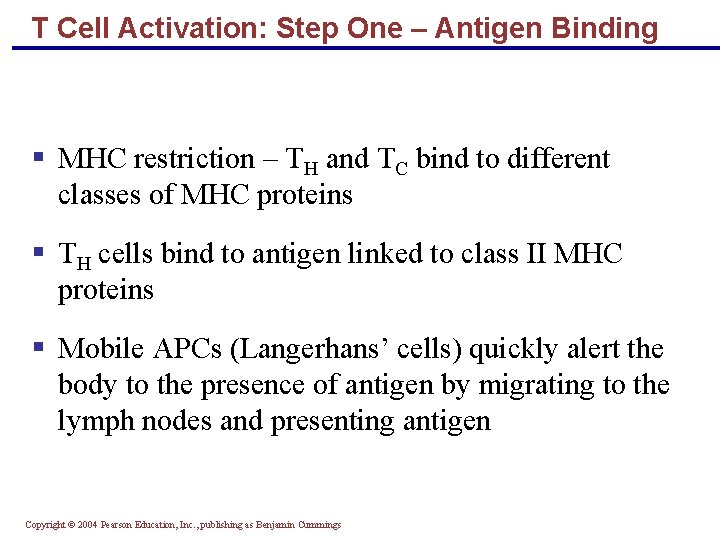 T Cell Activation: Step One – Antigen Binding § MHC restriction – TH and