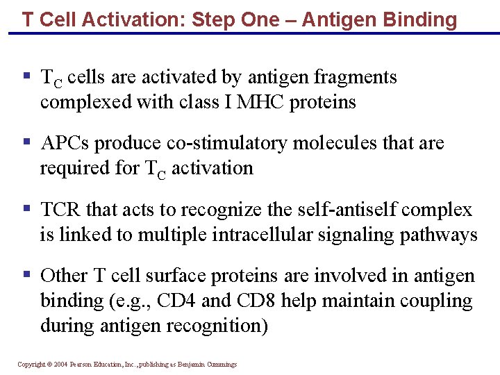 T Cell Activation: Step One – Antigen Binding § TC cells are activated by