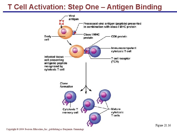 T Cell Activation: Step One – Antigen Binding Figure 21. 16 Copyright © 2004