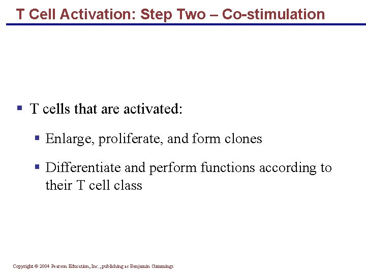 T Cell Activation: Step Two – Co-stimulation § T cells that are activated: §