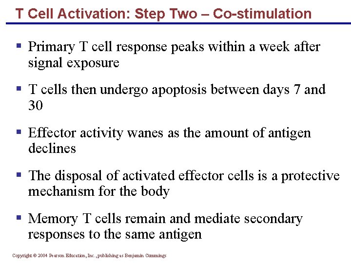 T Cell Activation: Step Two – Co-stimulation § Primary T cell response peaks within