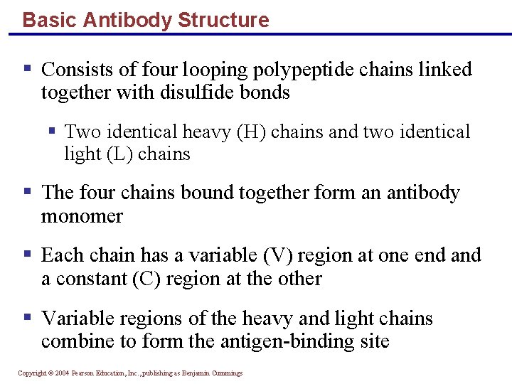 Basic Antibody Structure § Consists of four looping polypeptide chains linked together with disulfide