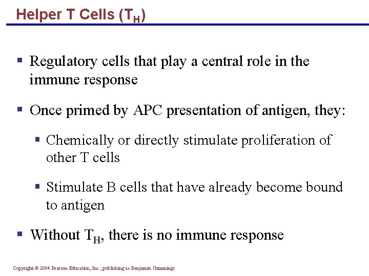 Helper T Cells (TH) § Regulatory cells that play a central role in the