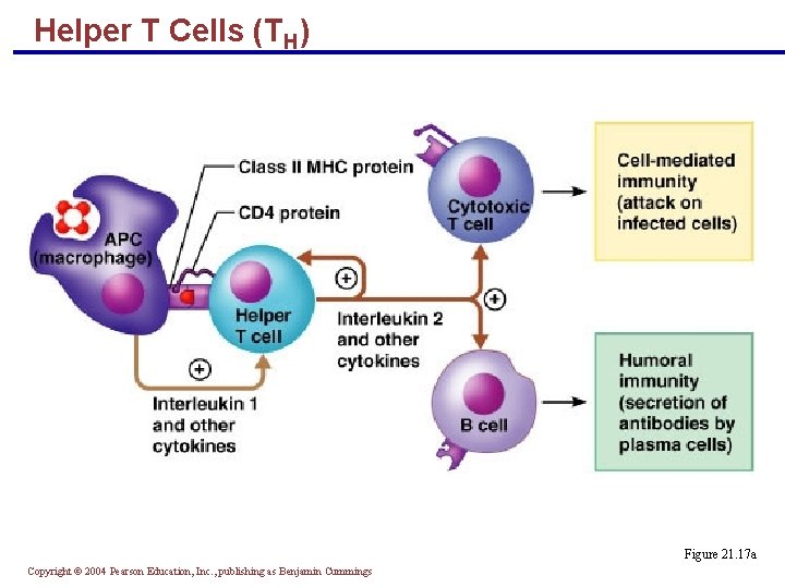 Helper T Cells (TH) Figure 21. 17 a Copyright © 2004 Pearson Education, Inc.