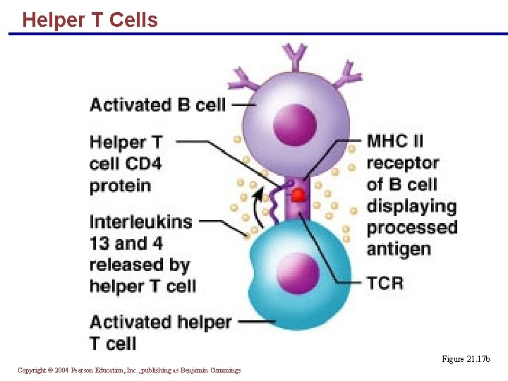 Helper T Cells Figure 21. 17 b Copyright © 2004 Pearson Education, Inc. ,