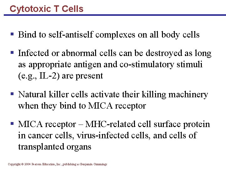 Cytotoxic T Cells § Bind to self-antiself complexes on all body cells § Infected