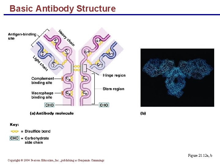 Basic Antibody Structure Figure 21. 12 a, b Copyright © 2004 Pearson Education, Inc.