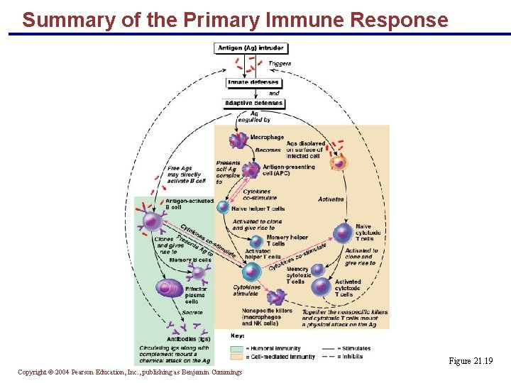 Summary of the Primary Immune Response Figure 21. 19 Copyright © 2004 Pearson Education,