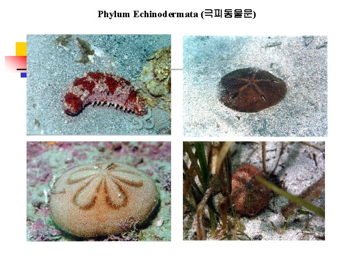 Phylum Echinodermata (극피동물문) 