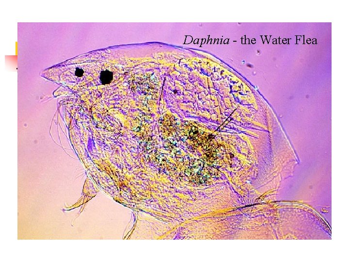 Daphnia - the Water Flea 