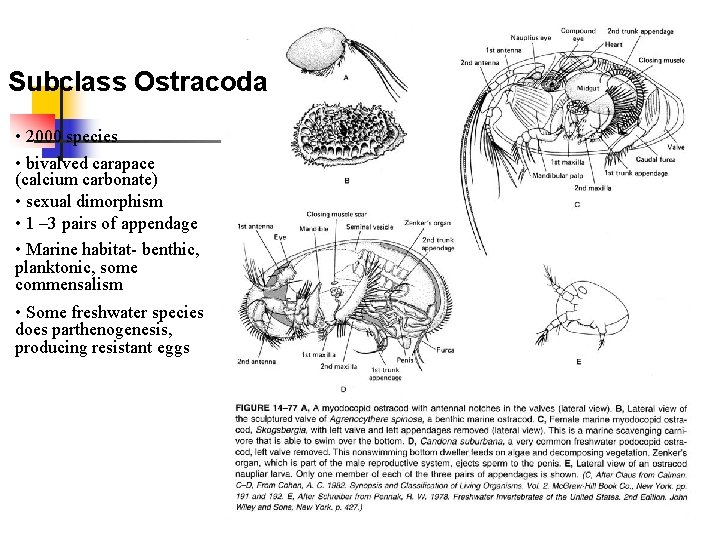 Subclass Ostracoda • 2000 species • bivalved carapace (calcium carbonate) • sexual dimorphism •
