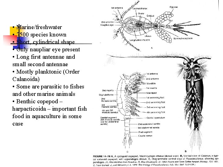  • Marine/freshwater • 7500 species known • Short, cylindrical shape • Only naupliar